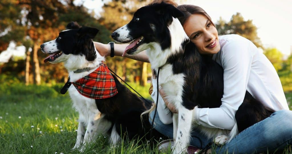 Mediazione familiare per affido di animali